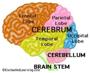 how the brain learns